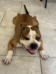 Found/Stray Male Dog last seen Parker rd, Houston, TX 77093