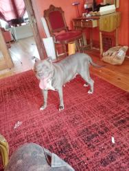 Found/Stray Female Dog last seen Dexter and gladstone, Detroit, MI 48206