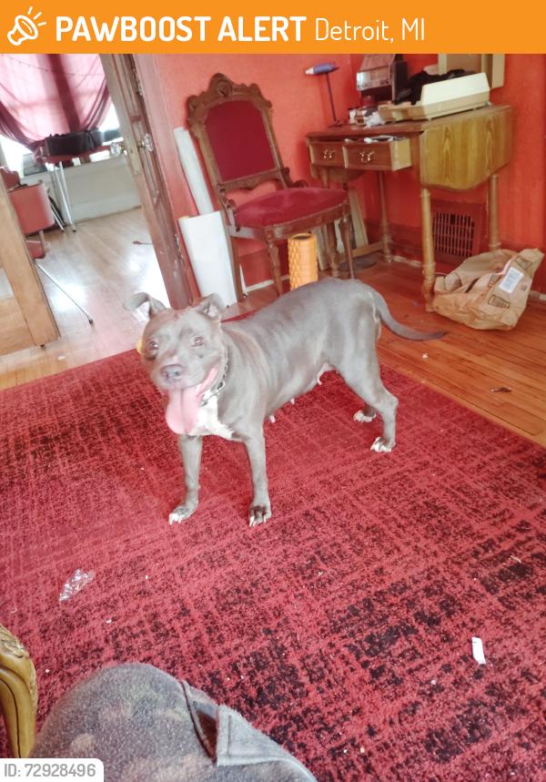 Found/Stray Female Dog last seen Dexter and gladstone, Detroit, MI 48206