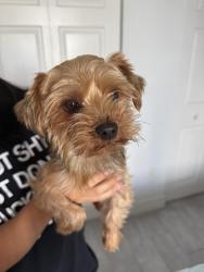 Found/Stray Female Dog last seen hmstd , Homestead, FL 33032