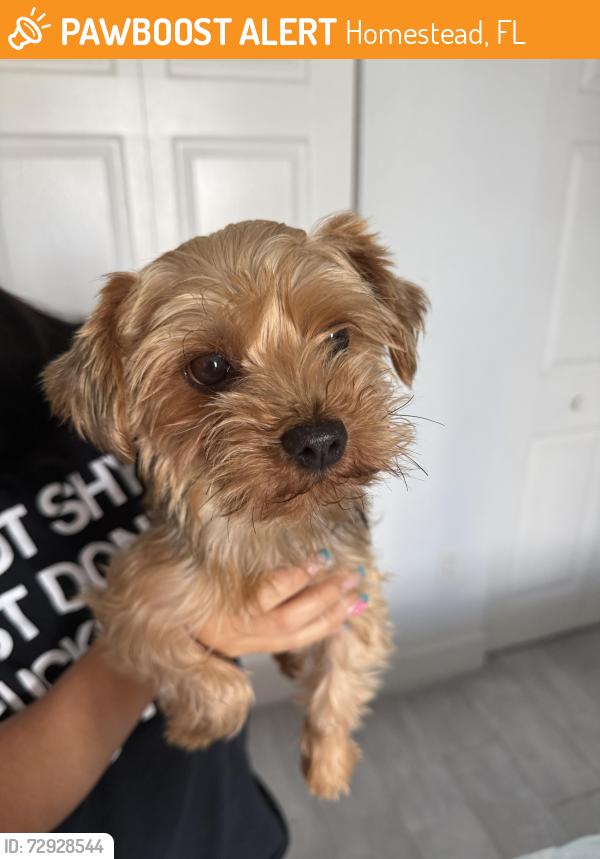 Found/Stray Female Dog last seen hmstd , Homestead, FL 33032