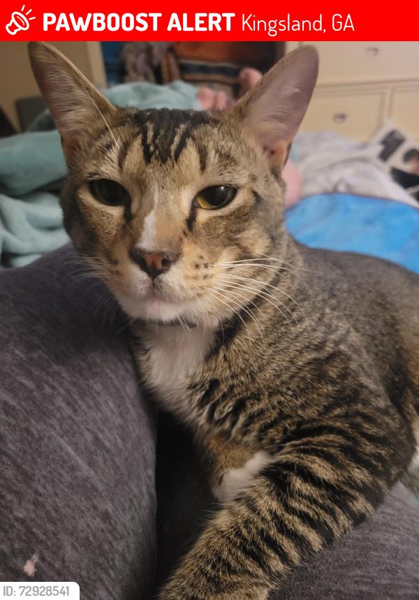 Lost Male Cat last seen Boone street, Kingsland, GA 31548