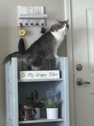 Lost Male Cat last seen 56th street and northfield drive, Brownsburg, IN 46112