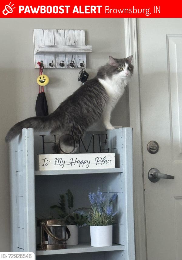 Lost Male Cat last seen 56th street and northfield drive, Brownsburg, IN 46112