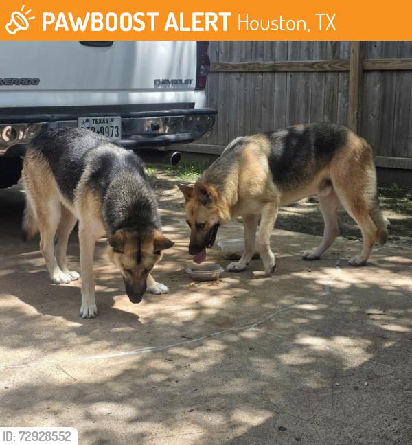 Found/Stray Female Dog last seen Roaming around our street, Houston, TX 77066