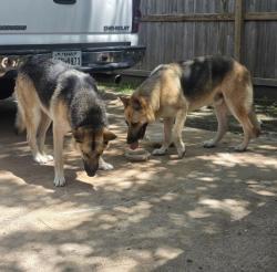 Found/Stray Female Dog last seen Roaming around our street, Houston, TX 77066