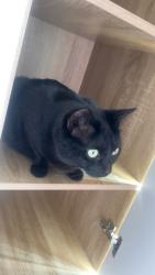 Lost Female Cat last seen Clare street NN1 3JD, West Northamptonshire, England NN1