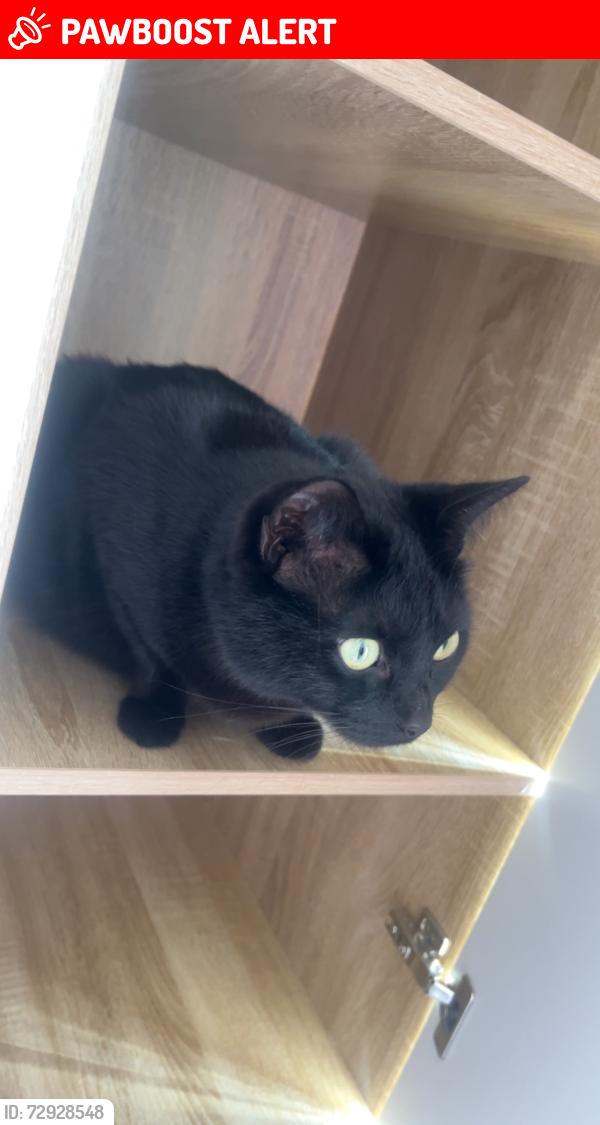 Lost Female Cat last seen Clare street NN1 3JD, West Northamptonshire, England NN1