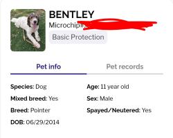 Reunited Male Dog last seen Aldea del sol neighborhood , Tucson, AZ 85746