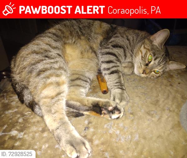 Lost Female Cat last seen Fleming and ridge avenue coraopolis Pa 15108, Coraopolis, PA 15108