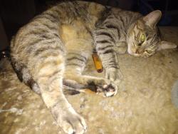 Lost Female Cat last seen Fleming and ridge avenue coraopolis Pa 15108, Coraopolis, PA 15108