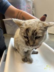 Shelter Stray Female Cat last seen Near S Empire Road, SALT LAKE CITY, UT, 84104, Taylorsville, UT 84123