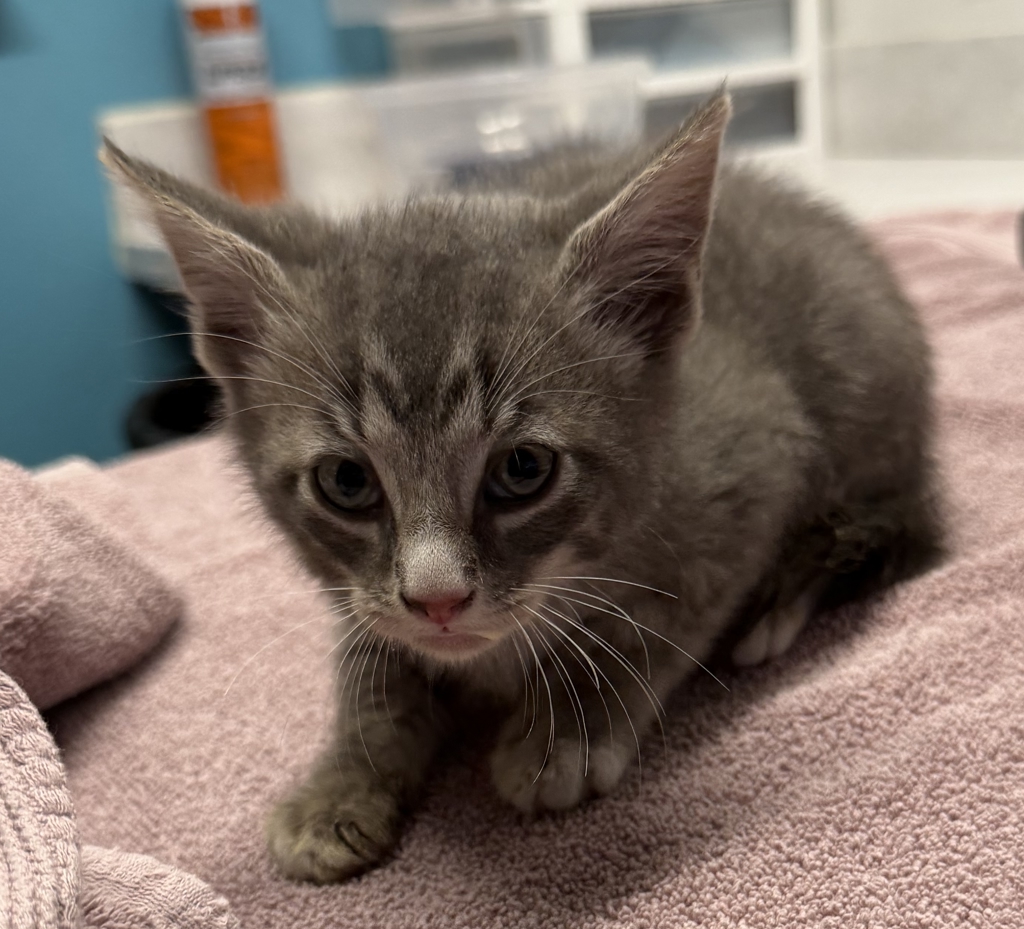 Shelter Stray Male Cat last seen Near E 2nd Avenue, Escondido, CA, 92025, Escondido, CA 92027