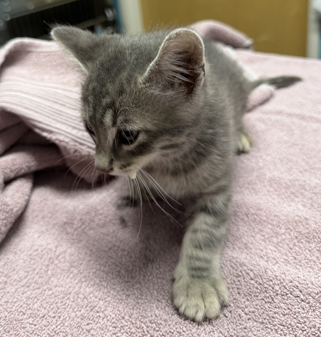 Shelter Stray Male Cat last seen Near E 2nd Avenue, Escondido, CA, 92025, Escondido, CA 92027
