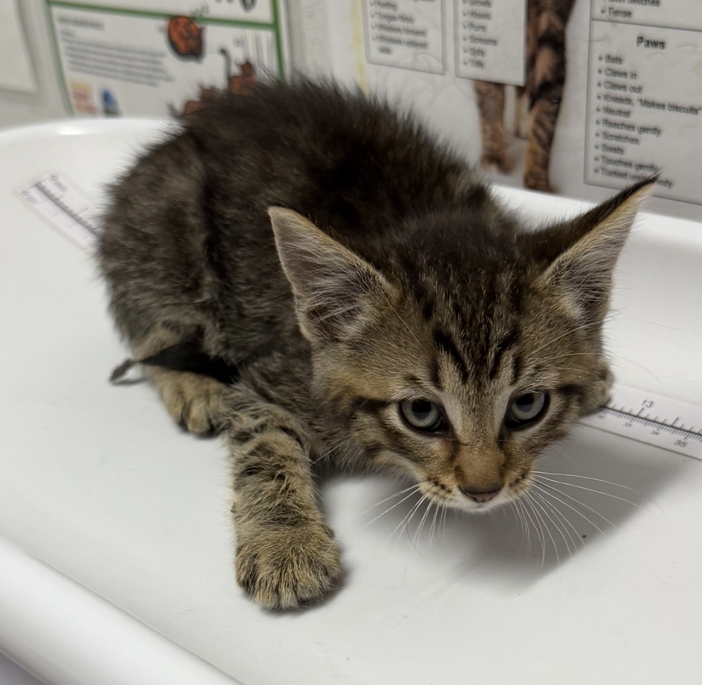 Shelter Stray Male Cat last seen Near E 2nd Avenue, Escondido, CA, 92025, Escondido, CA 92027