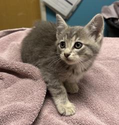 Shelter Stray Female Cat last seen Near E 2nd Avenue, Escondido, CA, 92025, Escondido, CA 92027