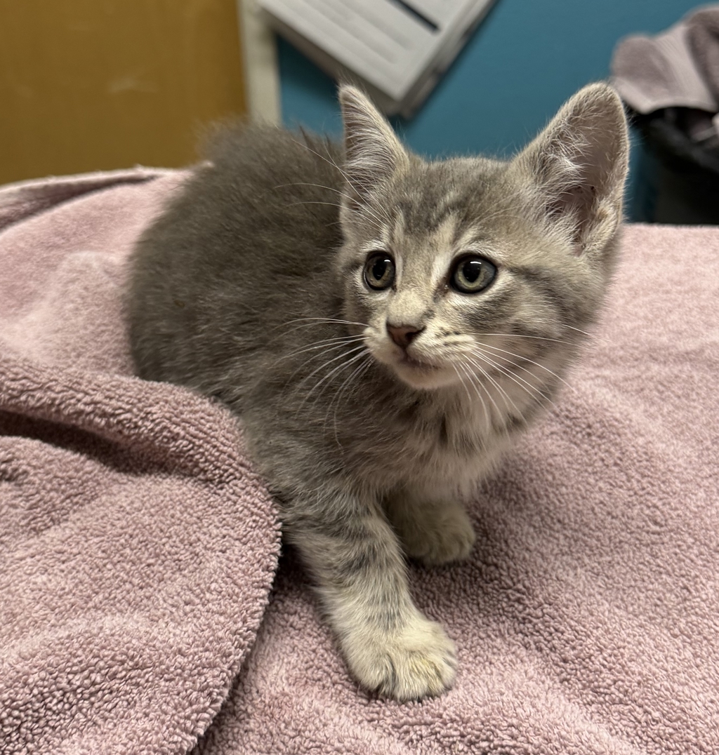 Shelter Stray Female Cat last seen Near E 2nd Avenue, Escondido, CA, 92025, Escondido, CA 92027