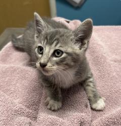 Shelter Stray Male Cat last seen Near E 2nd Avenue, Escondido, CA, 92025, Escondido, CA 92027
