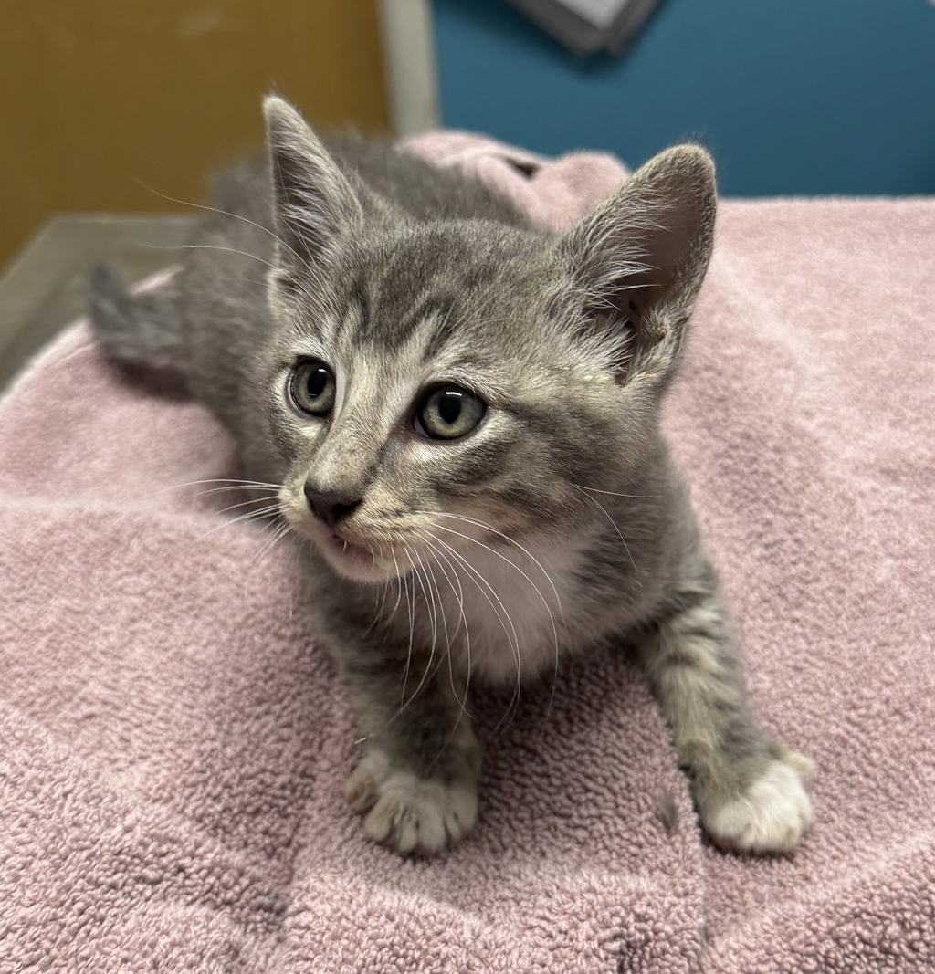Shelter Stray Male Cat last seen Near E 2nd Avenue, Escondido, CA, 92025, Escondido, CA 92027