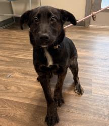 Shelter Stray Female Dog last seen Near Sea Pearl Cove, San Diego, CA, 92130, San Diego, CA 92110
