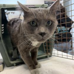 Shelter Stray Male Cat last seen Batista and Argyle, San Diego, CA, 92111, San Diego, CA 92110