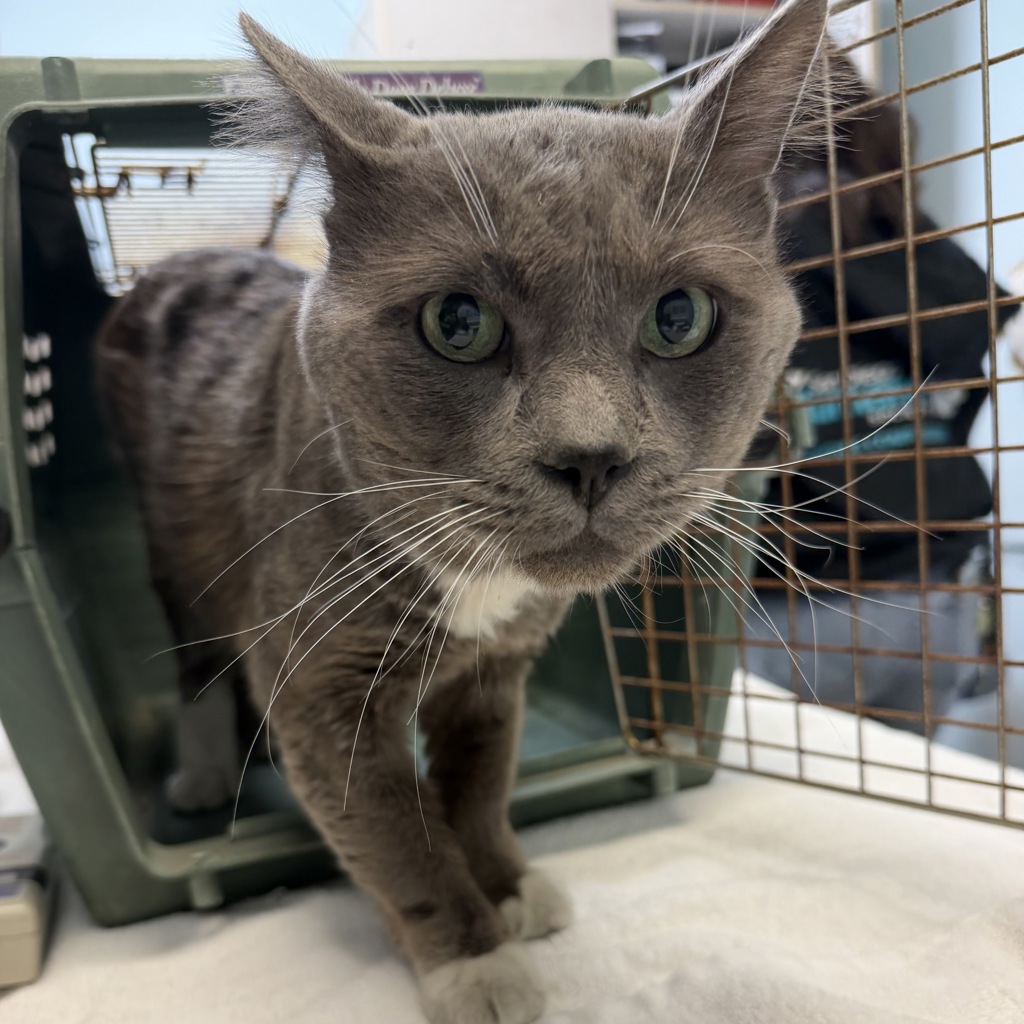Shelter Stray Male Cat last seen Batista and Argyle, San Diego, CA, 92111, San Diego, CA 92110