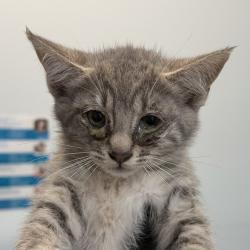 Shelter Stray Male Cat last seen Near 43rd st, San Diego, CA, 92150, 5500 Gaines St, San Diego, CA 92110, USA