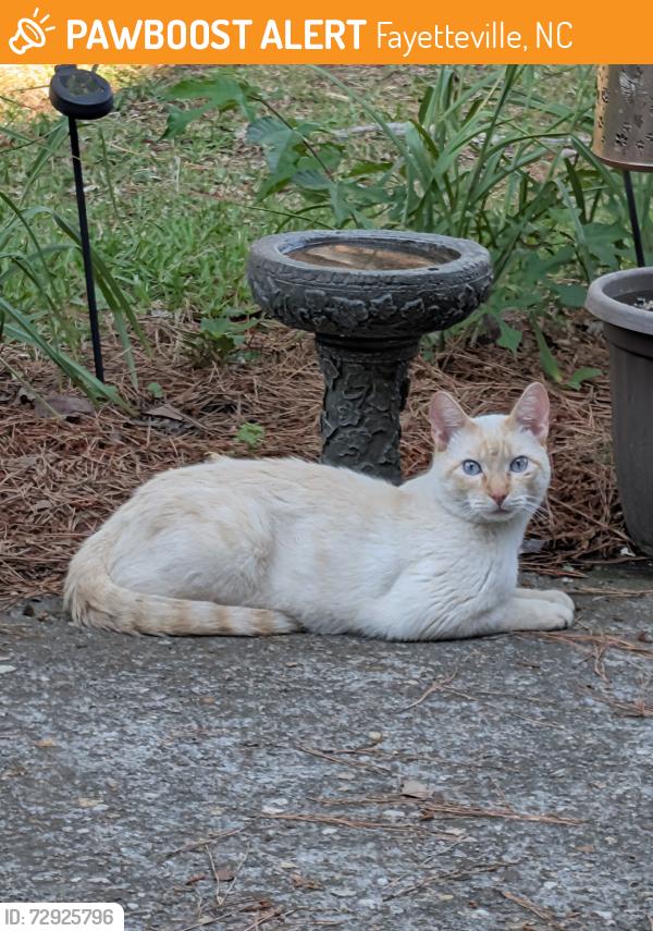 Found/Stray Male Cat last seen WatersEdge Fayetteville NC 28314, Fayetteville, NC 28314