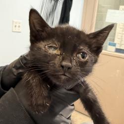 Shelter Stray Female Cat last seen Near Sturgess Avenue, La Mesa, CA, 91941, San Diego, CA 92110