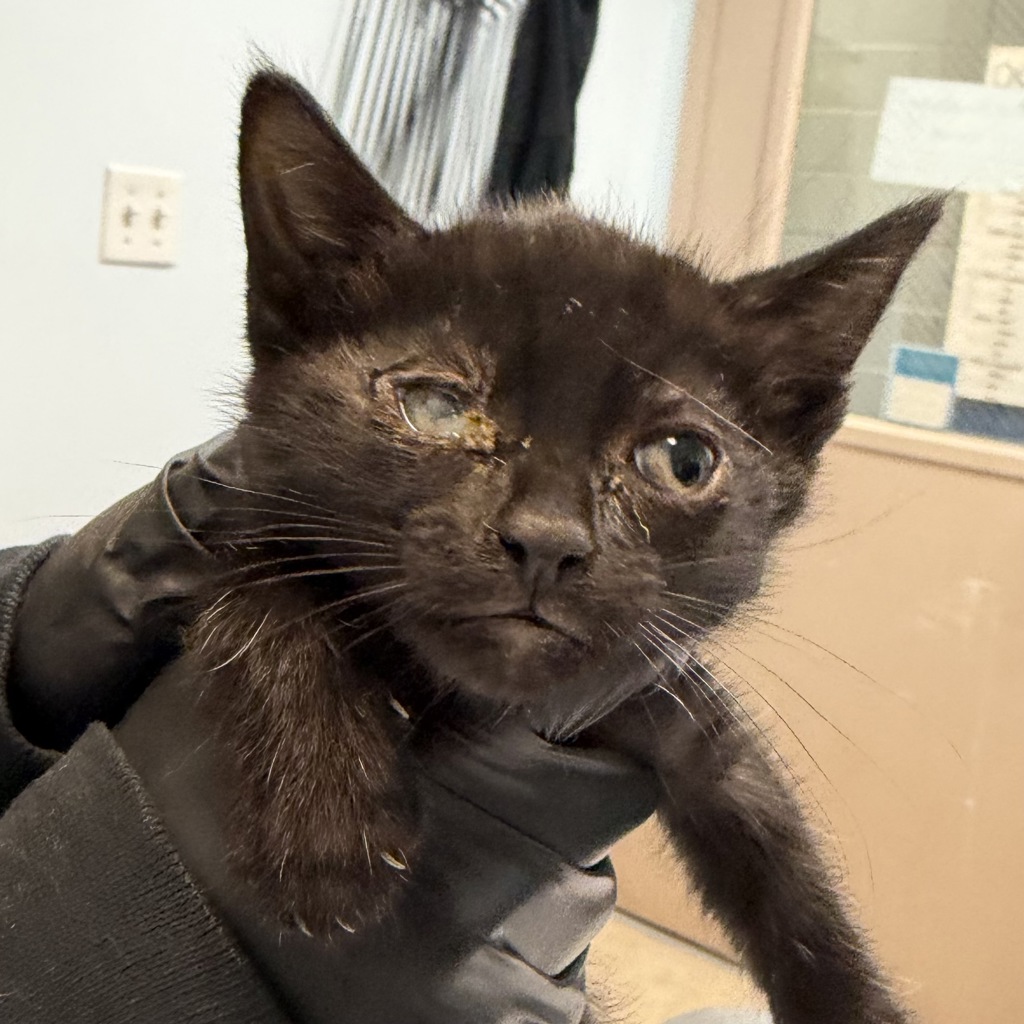 Shelter Stray Female Cat last seen Near Sturgess Avenue, La Mesa, CA, 91941, San Diego, CA 92110