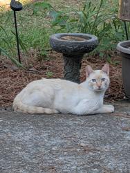 Found/Stray Male Cat last seen WatersEdge Fayetteville NC 28314, Fayetteville, NC 28314