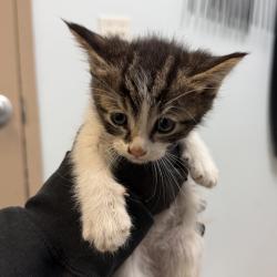 Shelter Stray Male Cat last seen Near Sturgess Avenue, La Mesa, CA, 91941, San Diego, CA 92110