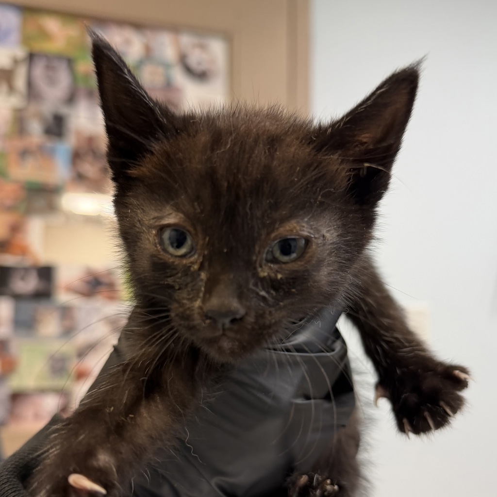 Shelter Stray Female Cat last seen Near Sturgess Avenue, La Mesa, CA, 91941, San Diego, CA 92110
