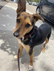 Shelter Stray Female Dog last seen Near Clay Avenue, San Diego, CA, 92113, San Diego, CA 92110