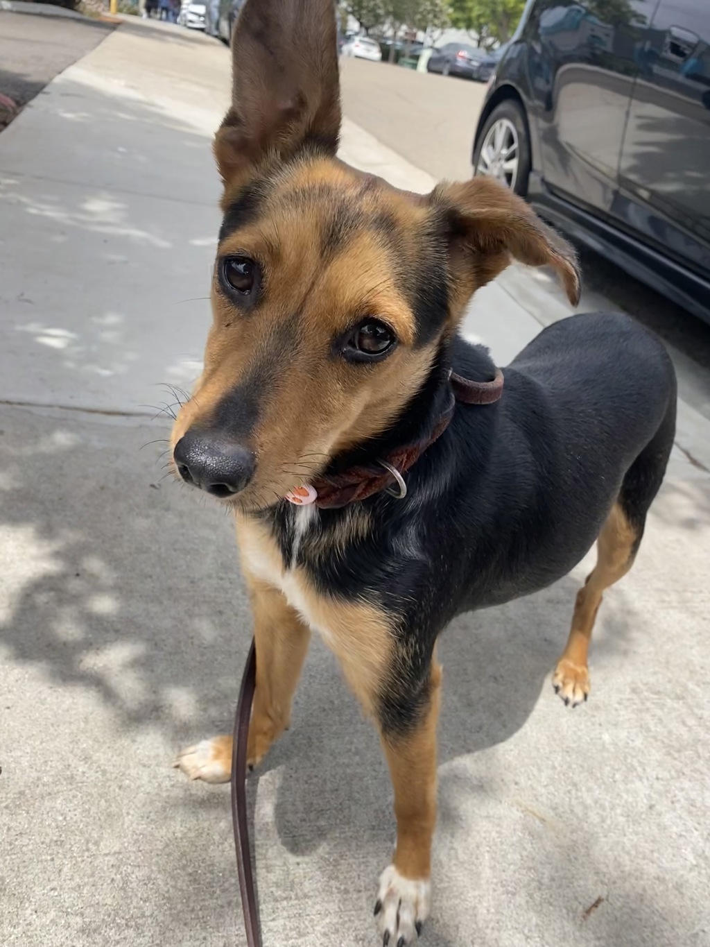 Shelter Stray Female Dog last seen Near Clay Avenue, San Diego, CA, 92113, San Diego, CA 92110