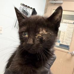 Shelter Stray Male Cat last seen Near Sturgess Avenue, La Mesa, CA, 91941, San Diego, CA 92110