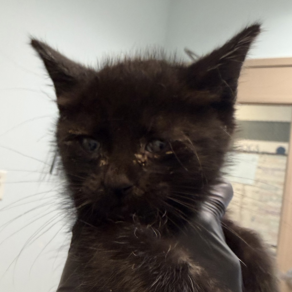 Shelter Stray Male Cat last seen Near Sturgess Avenue, La Mesa, CA, 91941, San Diego, CA 92110