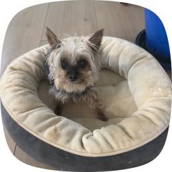 Lost Female Dog last seen Newcome drive, San Antonio, TX 78229