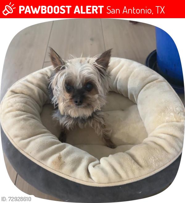 Lost Female Dog last seen Newcome drive, San Antonio, TX 78229