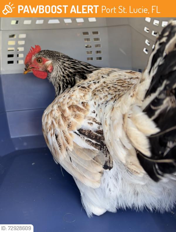 Found/Stray Unknown Bird last seen Port St. Lucie, Port St. Lucie, FL 34986
