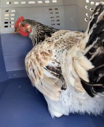 Found/Stray Unknown Bird last seen Port St. Lucie, Port St. Lucie, FL 34986