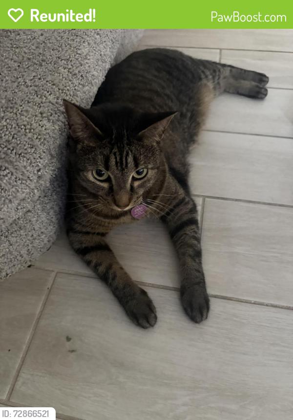 Reunited Female Cat last seen Reeling Park, Melbourne, FL 32940