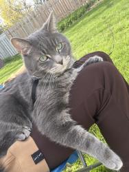 Lost Male Cat last seen Pollock ave, Mcnaughton street , Cambridge, ON N1R 5B8