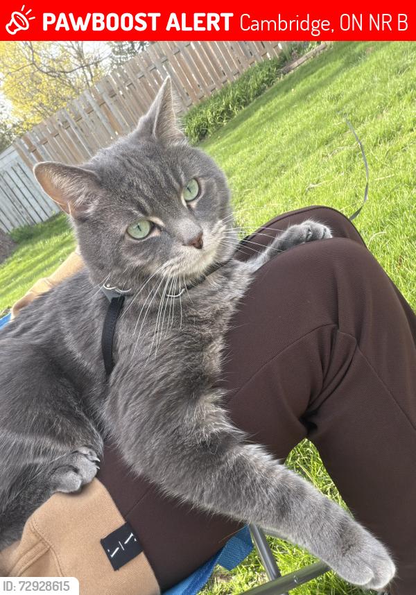 Lost Male Cat last seen Pollock ave, Mcnaughton street , Cambridge, ON N1R 5B8