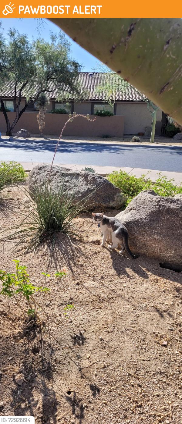 Found/Stray Unknown Cat last seen 76th st and McDowell Rd, Maricopa County, AZ 85353