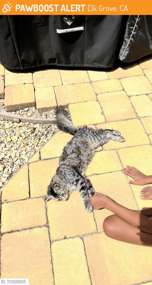 Found/Stray Unknown Cat last seen Trout way, Elk Grove, CA 95624