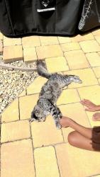 Found/Stray Unknown Cat last seen Trout way, Elk Grove, CA 95624
