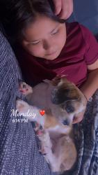 Lost Female Dog last seen Mayberry rd , Mission, TX 78574