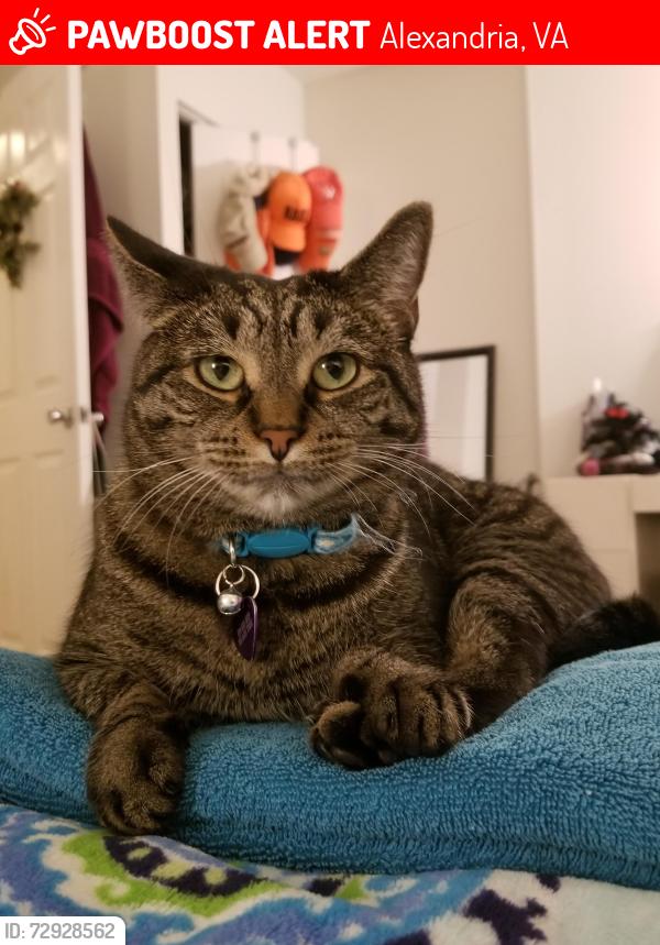 Lost Female Cat last seen Millbrook PL and Colonial Ave , Alexandria, VA 22309