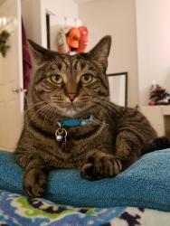 Lost Female Cat last seen Millbrook PL and Colonial Ave , Alexandria, VA 22309